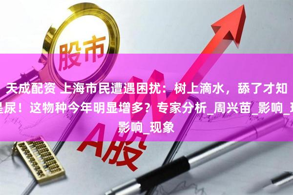 天成配资 上海市民遭遇困扰：树上滴水，舔了才知道是尿！这物种今年明显增多？专家分析_周兴苗_影响_现象
